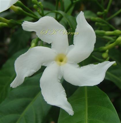  Flower
